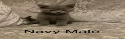 British Shorthair cats for sale: Navy male last of the litter **UNREGISTERED* - Advert 7