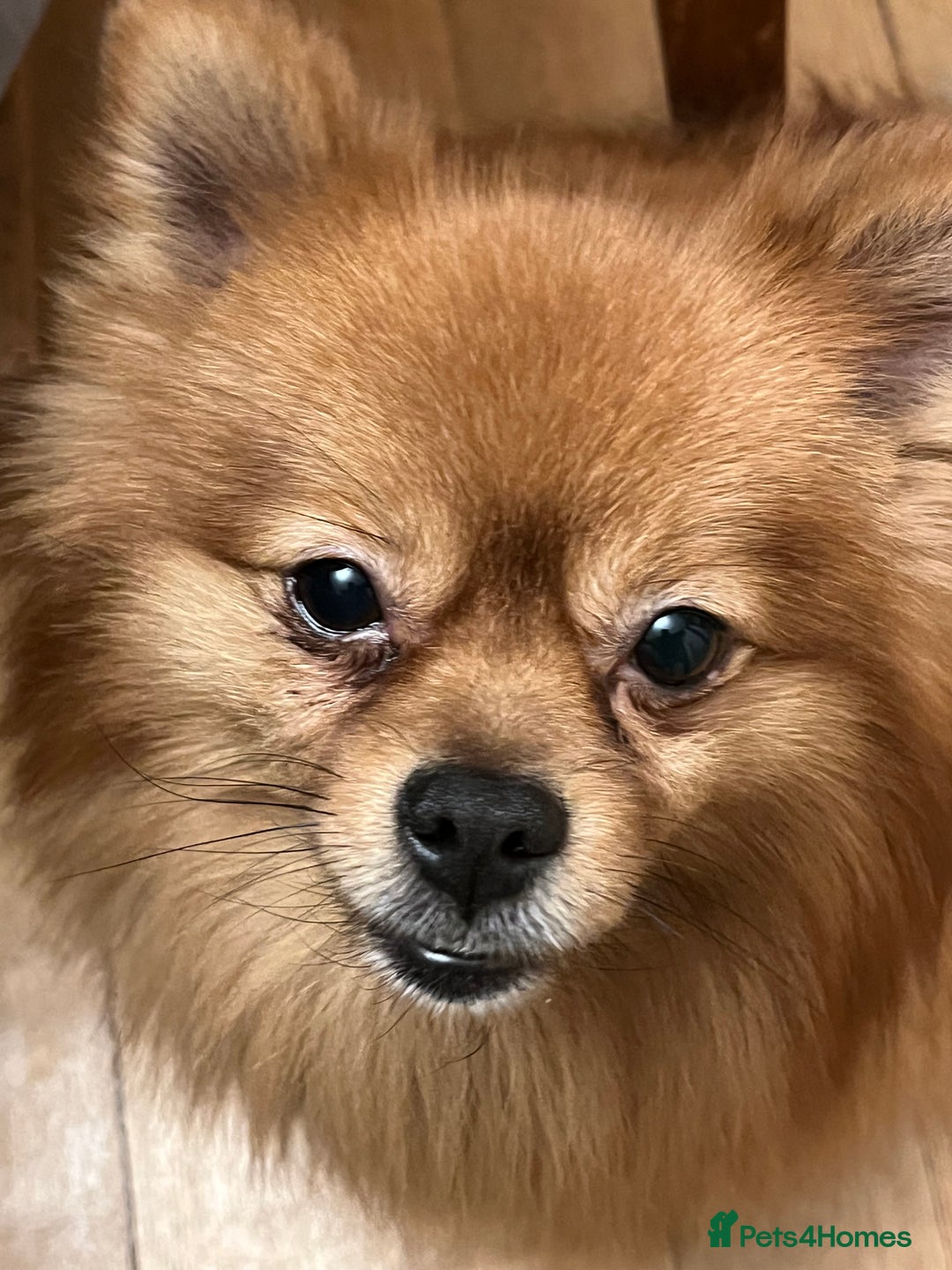 Pomeranian dogs for sale: Pomeranian puppies to die for - Advert 17