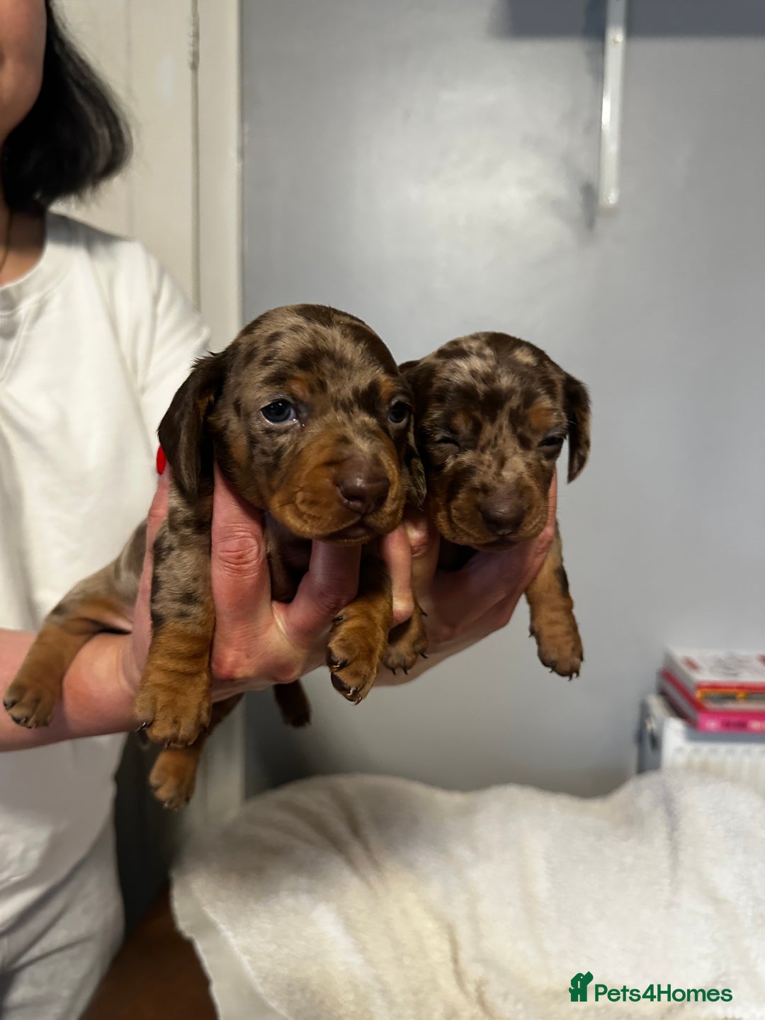 Miniature Dachshund dogs for sale: sweet mini dachshund babies - Advert 1