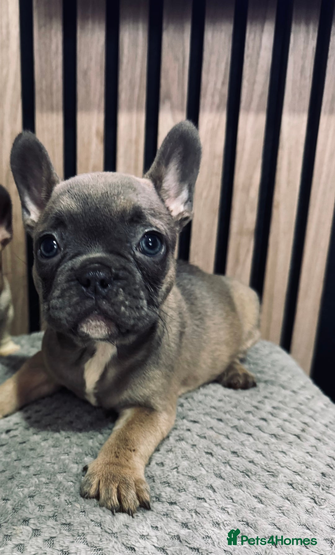 French Bulldog dogs for sale: FRENCH BULLDOG 🐶 - Advert 23