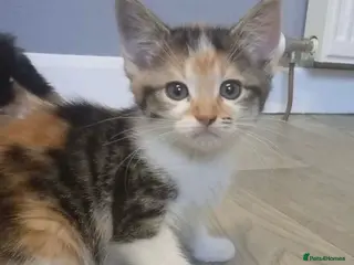 Mixed Breed cats 2 male kittens ready now - Advert 5
