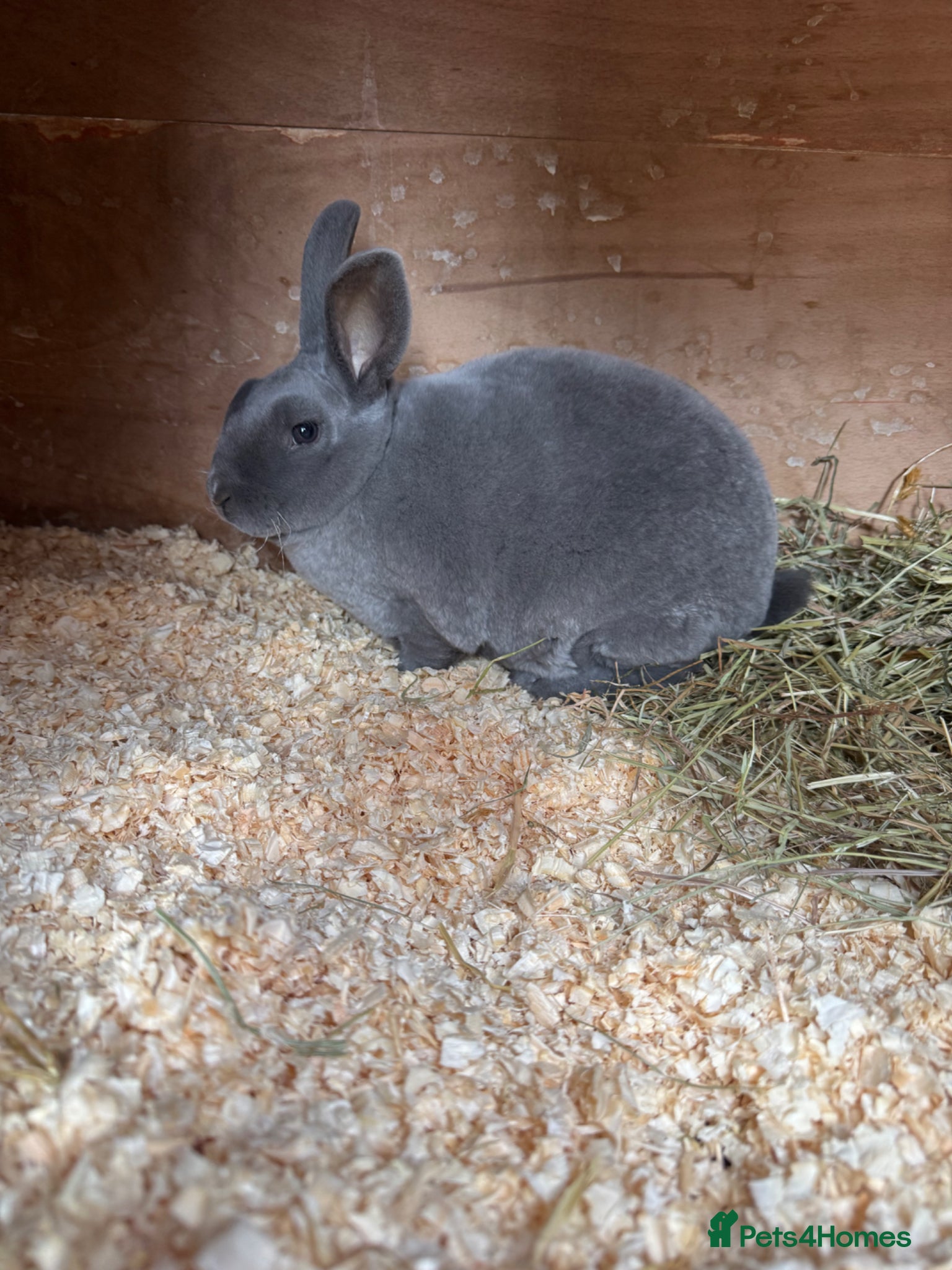 Rex rabbits Stunning Blue Mini Rex female Rabbit  - Advert 2