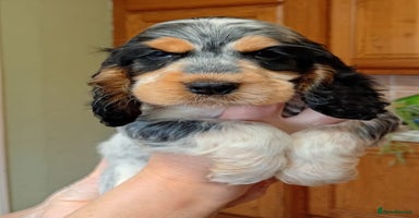 Cocker Spaniel dogs in Driffield - Advert 6