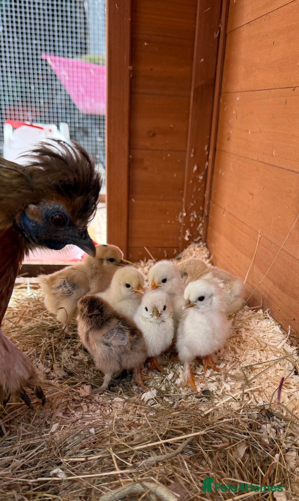 Chickens poultry 8 GORGEOUS 4 DAY OLD SILKIE CHICKS AVAILABLE  - Advert 1