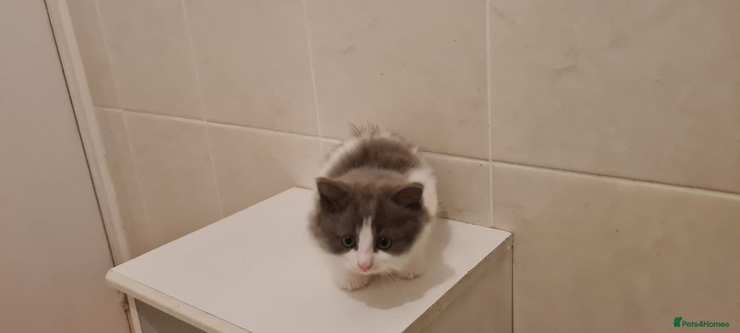 Russian Blue cats for sale: Beautiful Russian Blue Longhair Kitten - Advert 3