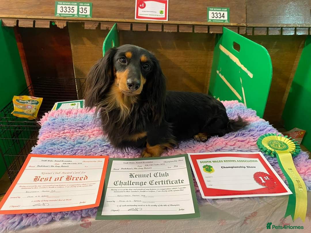 Miniature Dachshund dogs for sale: Handsome quality long haired male available  - Image 26