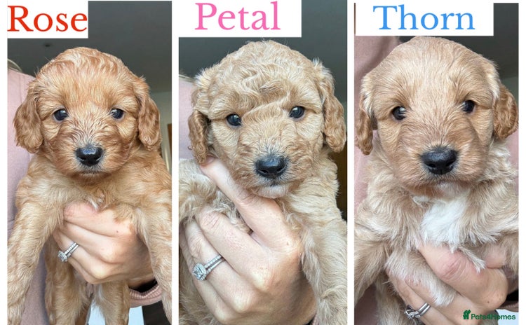 Cockapoo dogs - Advert 2
