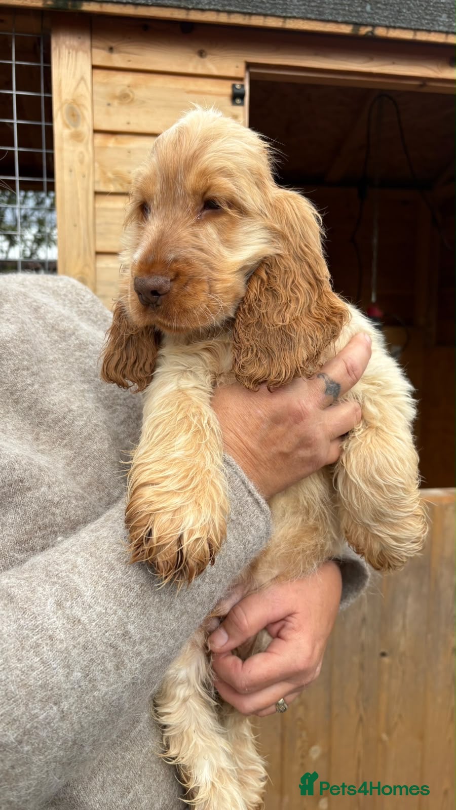 Cocker Spaniel dogs for sale: Show cocker spaniel pup last boy available  - Advert 1