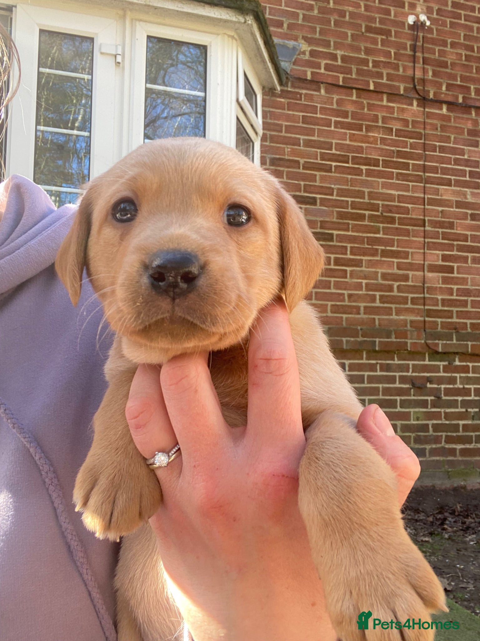 Labrador Retriever dogs Gorgeous KC Working Labrador Bitch Puppy - Advert 2