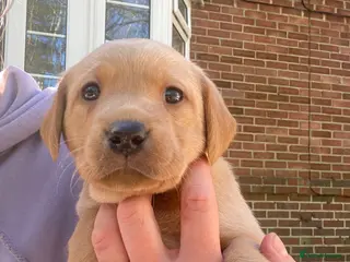 Labrador Retriever dogs Gorgeous KC Working Labrador Bitch Puppy - Advert 2