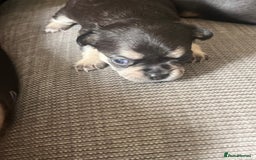 Mixed Breed dogs for sale: Chihuahua puppy’s  - Image 4