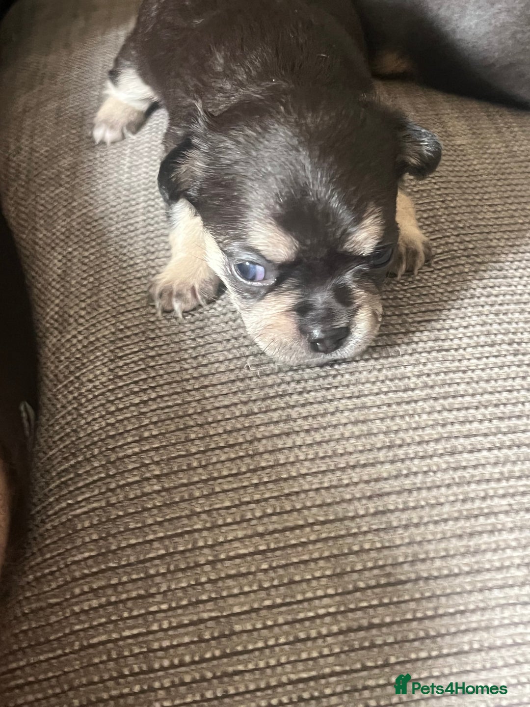 Mixed Breed dogs for sale: Chihuahua puppy’s  - Image 4