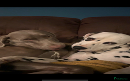 Dalmatian dogs for stud: Dalmatian for STUD  in Berwick-upon-Tweed - Image 3