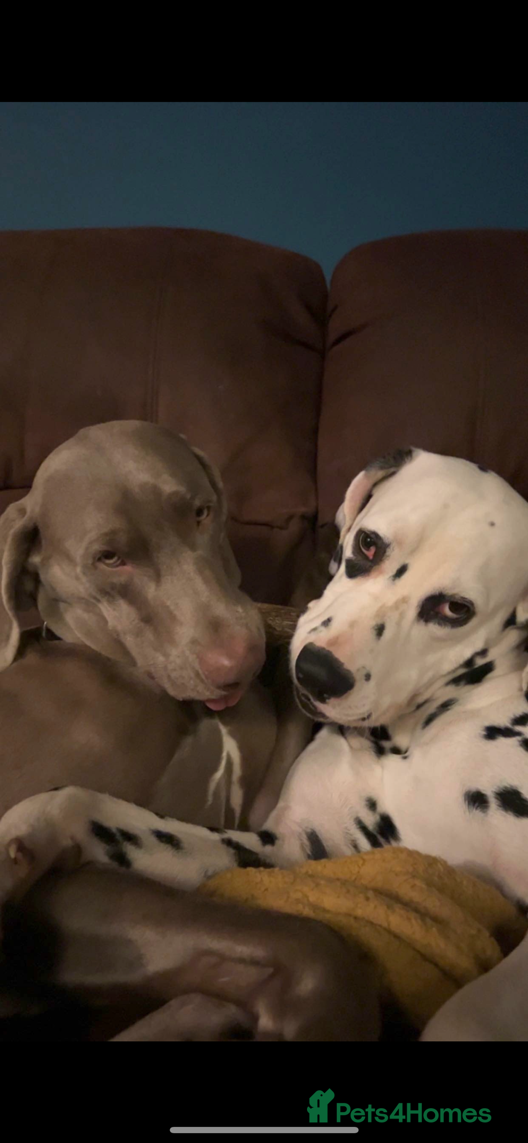 Dalmatian dogs for stud: Dalmatian for STUD  in Berwick-upon-Tweed - Image 3