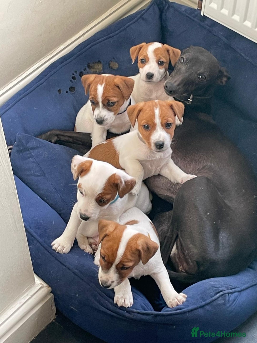 Mixed Breed dogs for sale: Parson / Jack Russell puppies - Advert 3