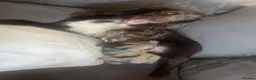 Cocker Spaniel dogs for sale: Litter of cocker spaniels  - Advert 21