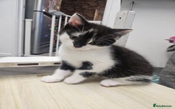 Russian Blue cats for sale: Russian blue mix  - Image 6