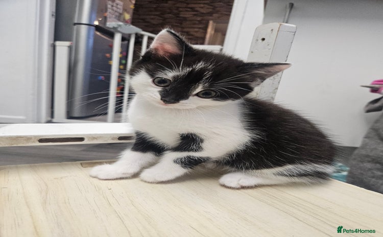 Russian Blue cats Russian blue mix  - Advert 1