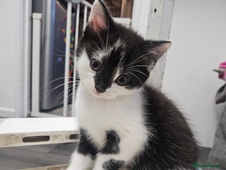 Russian Blue cats Russian blue mix - Advert 17