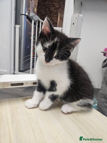 Russian Blue cats Russian blue mix - Advert 1