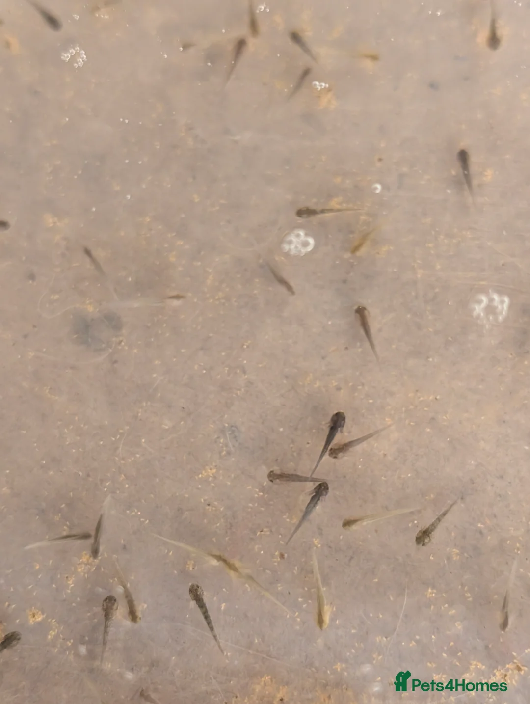 Axolotl reptiles for sale: Axolotl hatchlings and eggs - Advert 12