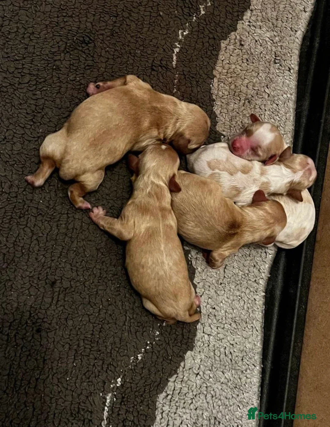 Cavalier King Charles Spaniel dogs for stud: kc Cavalier, King, Charles stud 🐶 in Sandbach - Advert 9