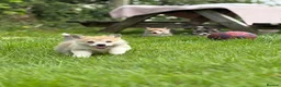 Welsh Corgi Pembroke dogs for sale: Outstanding Welsh Pembrokeshire Corgis  - Advert 7