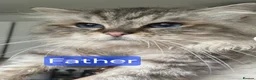 Mixed Breed cats for sale: Long‑Haired beautiful Ragdoll Cross Kittens - Advert 36