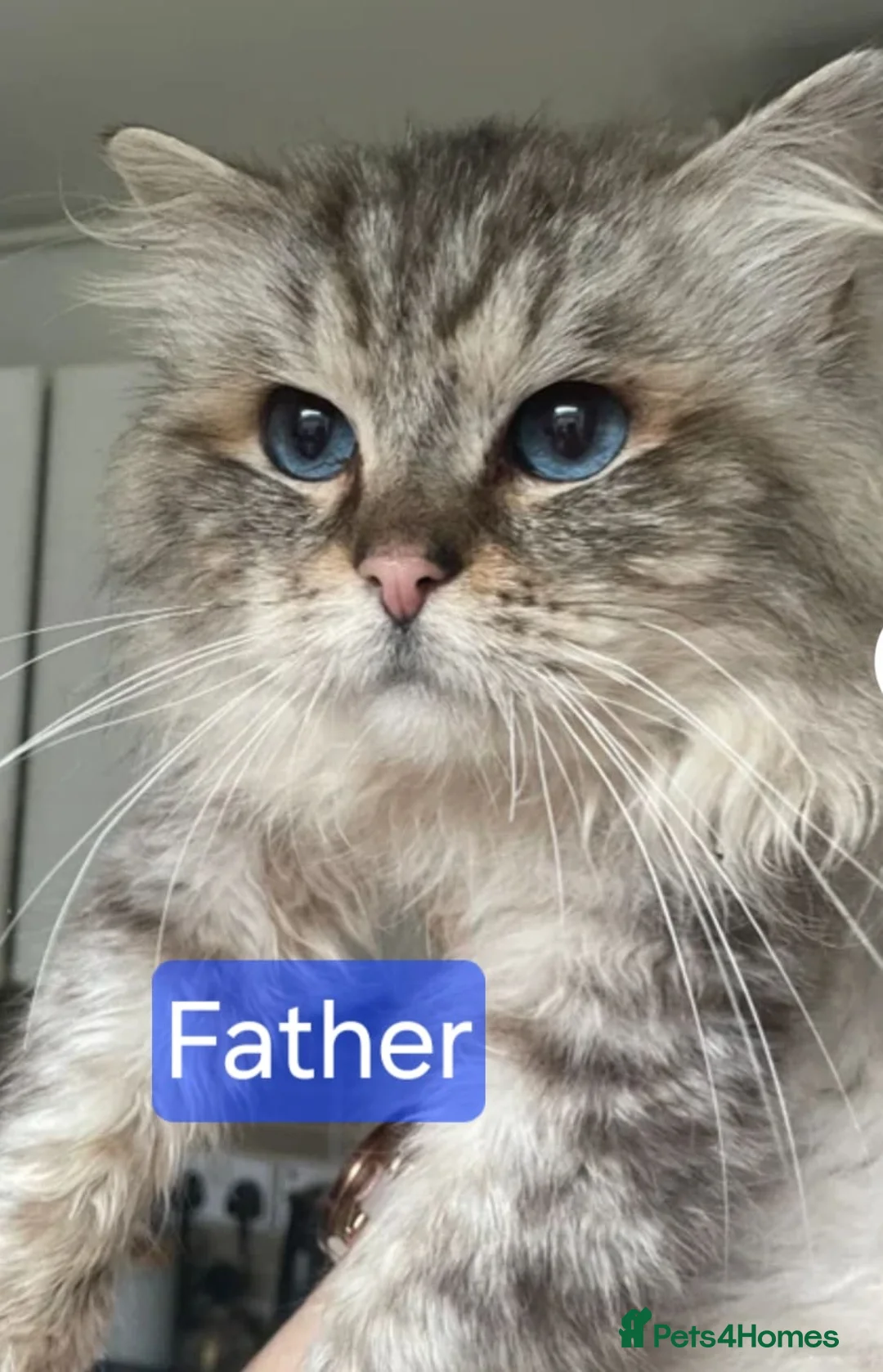 Mixed Breed cats for sale: Long‑Haired beautiful Ragdoll Cross Kittens - Advert 36
