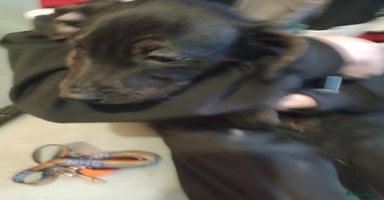 Mixed Breed dogs - Advert 15