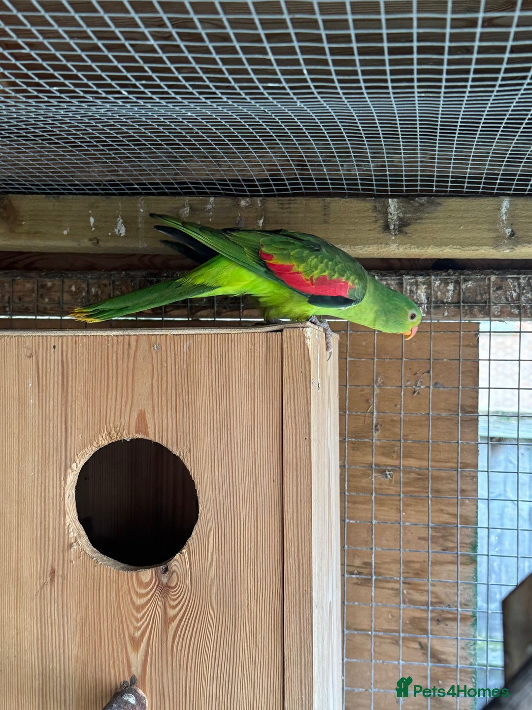 Parrots birds for sale: Proven pair of crimson wings - Advert 3