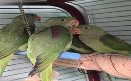 Parakeets birds for sale: Mixed birds, Alexandrines, Conures, Derbyan, etc!! - Image 5