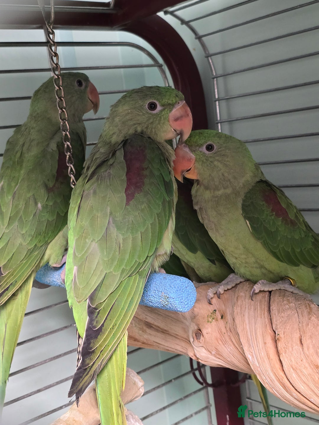 Parakeets birds for sale: Mixed birds, Alexandrines, Conures, Derbyan, etc!! - Image 5