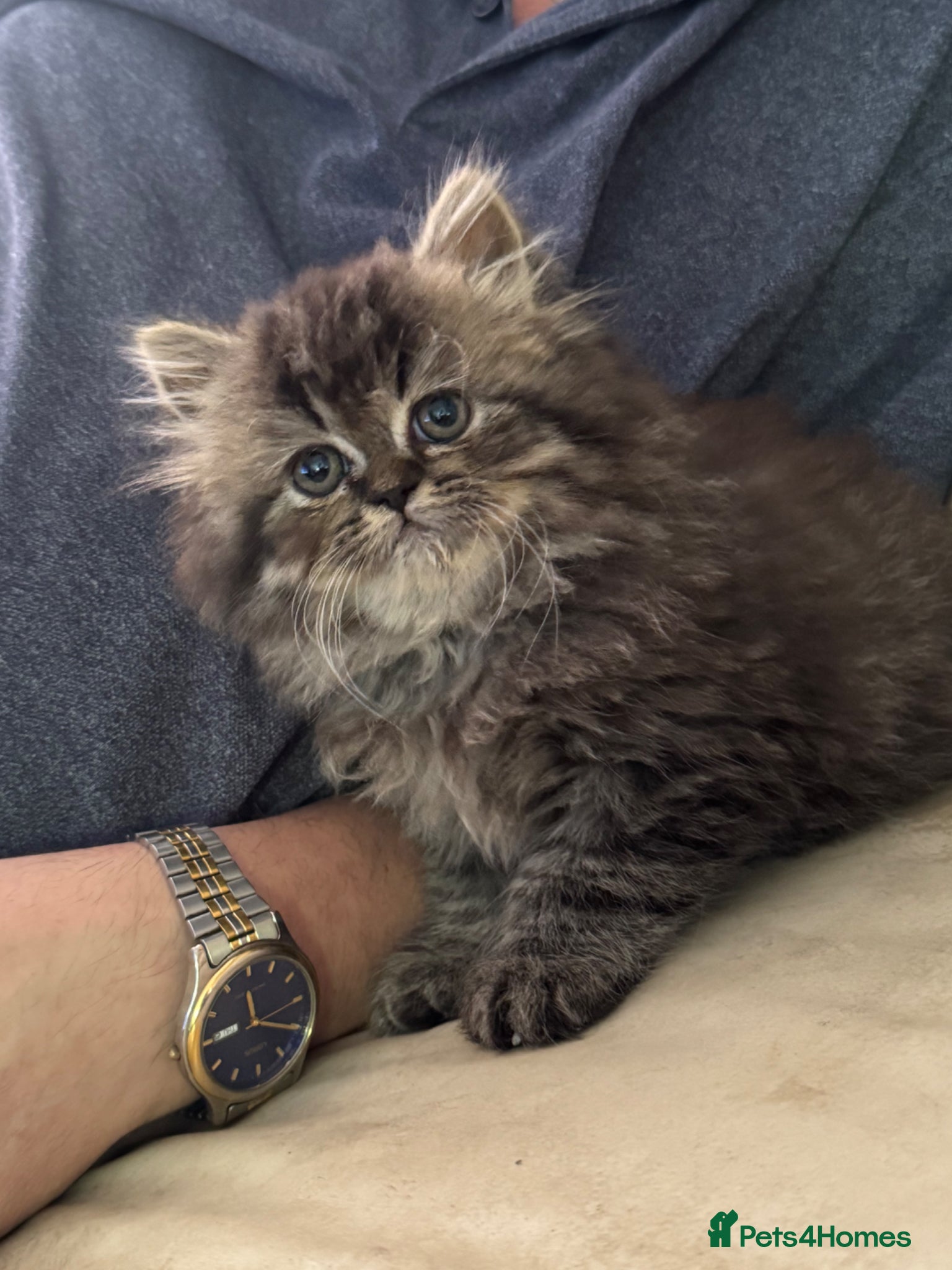 Persian cats for sale: Persian chinchilla  - Advert 3