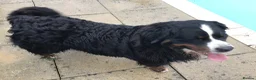 Bernese Mountain Dog dogs for sale: Stunning Bernese Mountain Dog, - Advert 5
