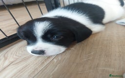 Mixed Breed dogs for sale: Border Beagle Puppies  - Image 8
