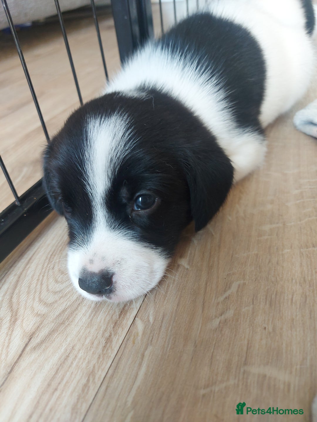 Mixed Breed dogs for sale: Border Beagle Puppies  - Image 8