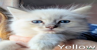 Ragdoll cats - Advert 4