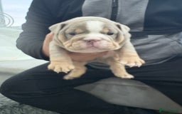 English Bulldog dogs for sale: English bulldog puppies  - Advert 26