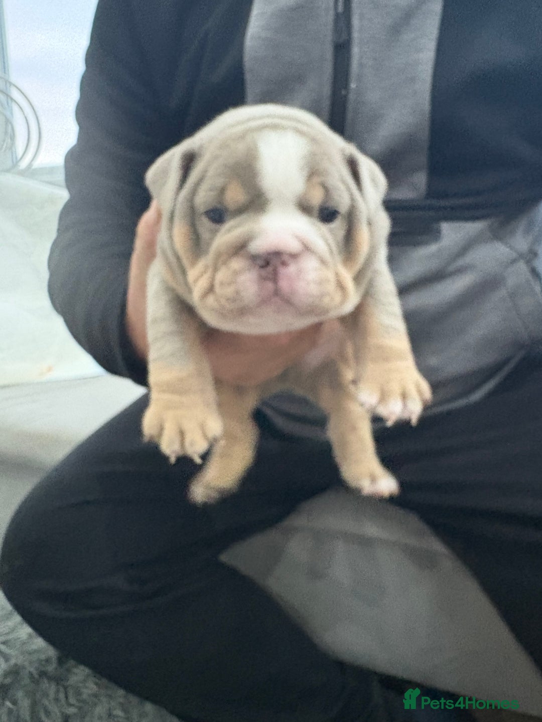 English Bulldog dogs for sale: English bulldog puppies  - Advert 26