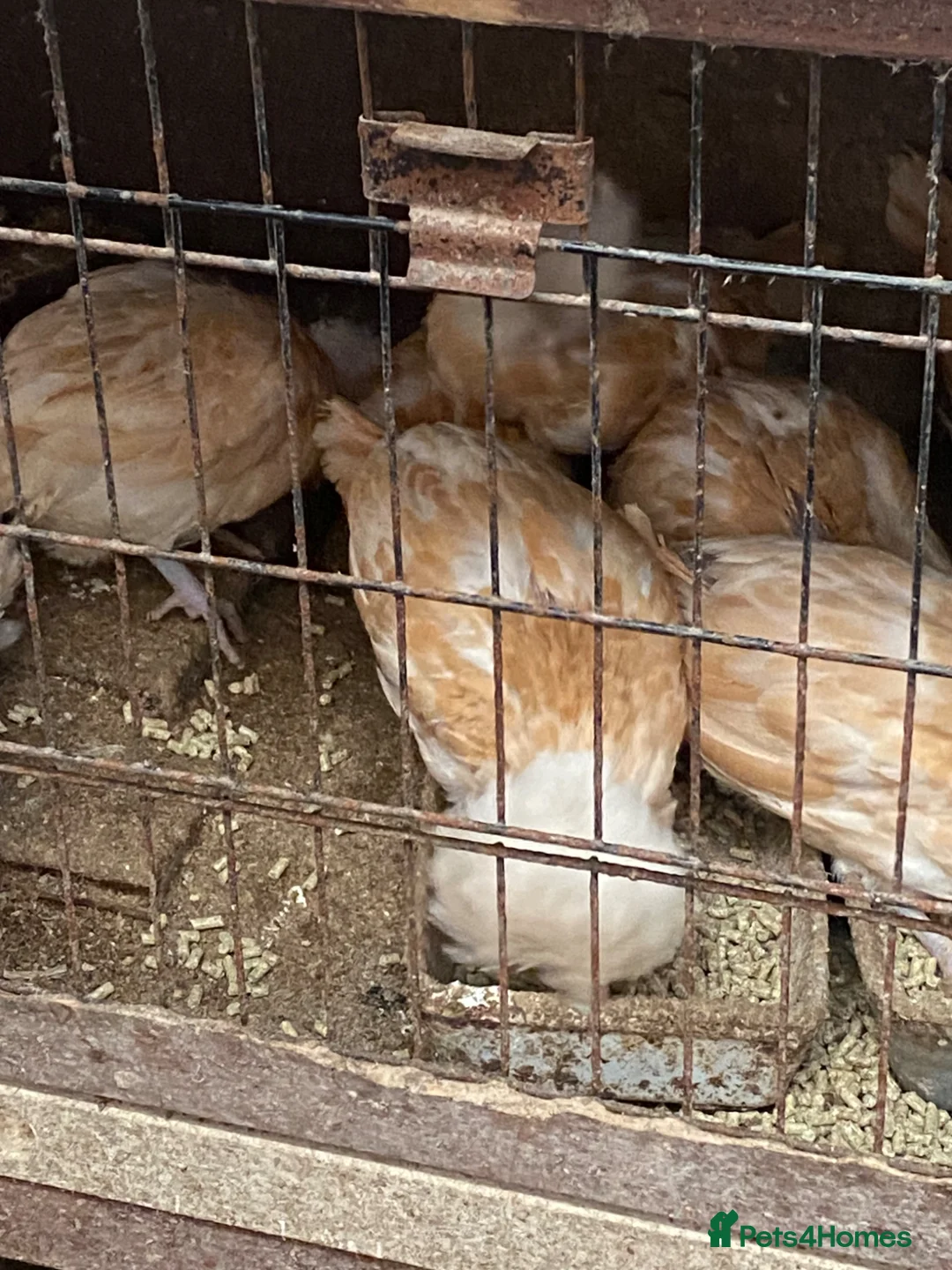 Chickens poultry for sale: Beautiful chicken  - Advert 19