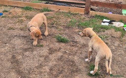 Mixed Breed dogs for sale: Lurcher x staff  in Sturminster Newton - Image 27