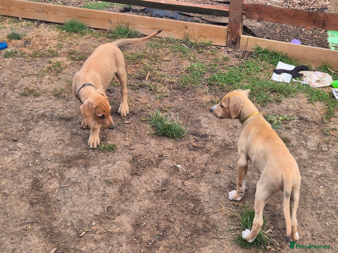 Mixed Breed dogs for sale: Lurcher x staff  in Sturminster Newton - Image 27