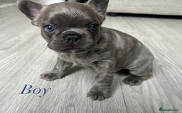 French Bulldog dogs for sale: Frenchie pups KC Registered  - Image 1