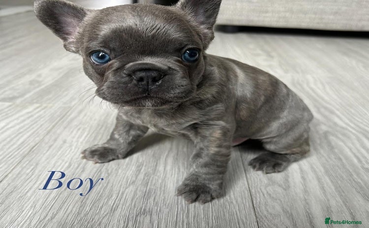 French Bulldog dogs - Advert 6