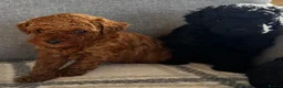Toy Poodle dogs for sale: Beautiful Toy Poodle Puppies All Girls For Sale - Advert 14