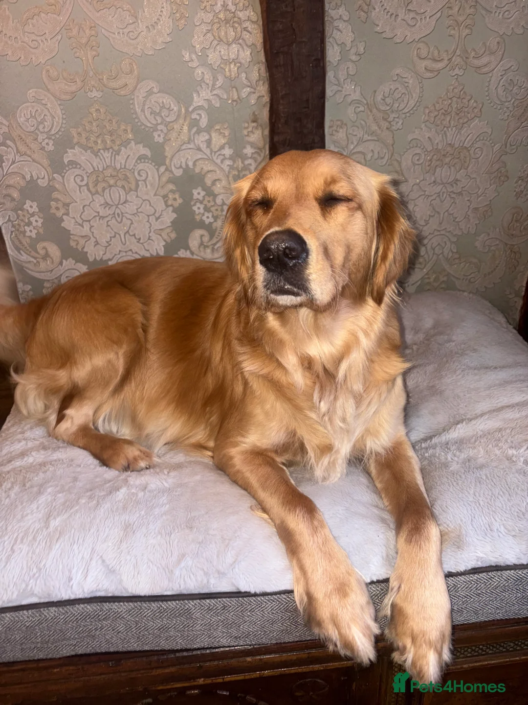 Golden Retriever dogs for sale: Champion lined KC REG GOLDEN RETRIEVER puppies - Advert 13