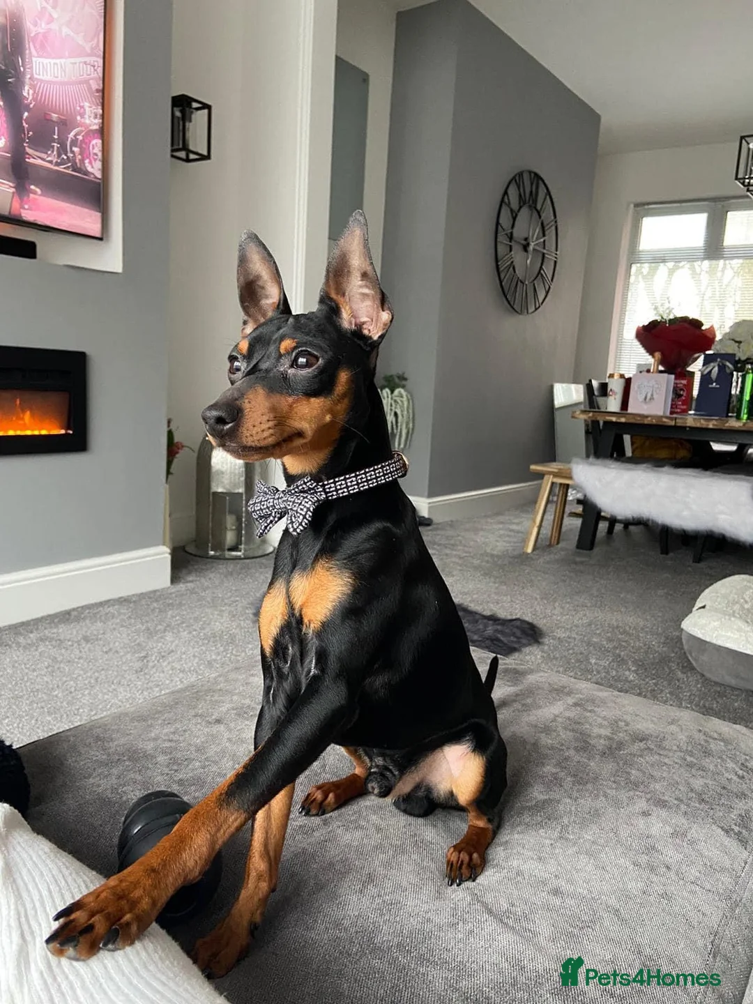 Miniature Pinscher dogs for stud: Miniature pinscher stud in Shildon - Advert 3