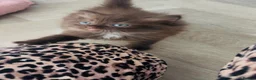 Ragdoll cats for sale: Half pershian/half ragdoll - Advert 1