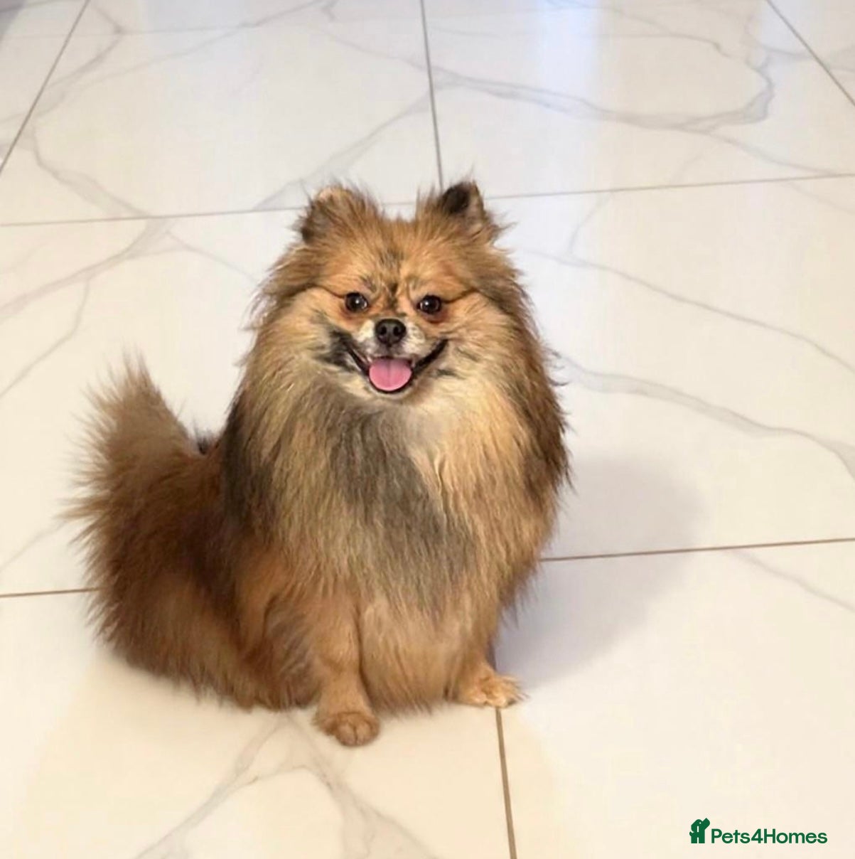 Pomeranian dogs  Adult Pomeranian brothers & sister - Advert 4